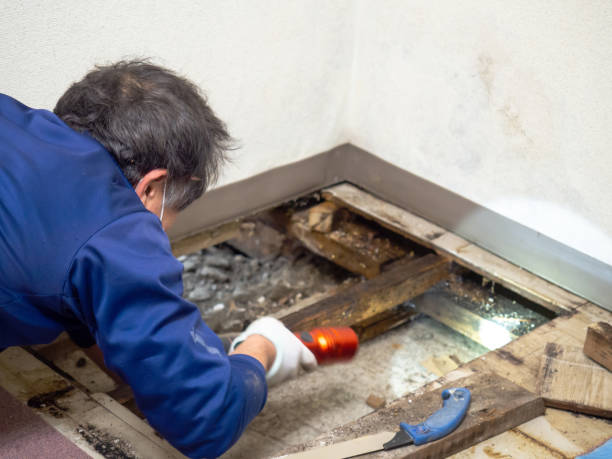 Best Home Mold Removal  in Salina, OK
