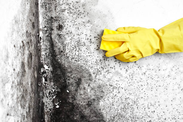 Best Mold Damage Repair  in Salina, OK