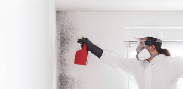 Best Mold Removal Specialists  in Salina, OK