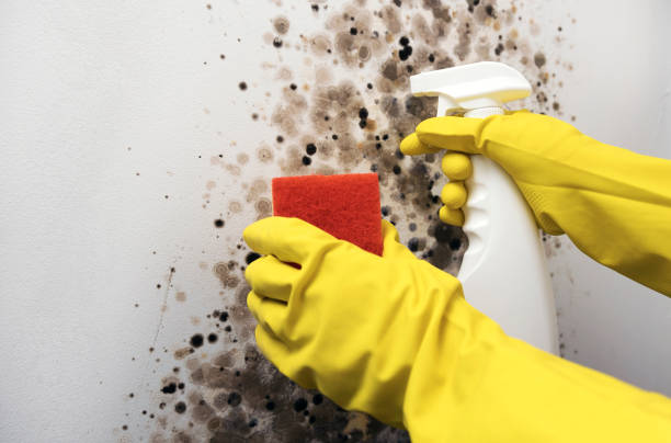 Mold Removal and Inspection in Salina, OK