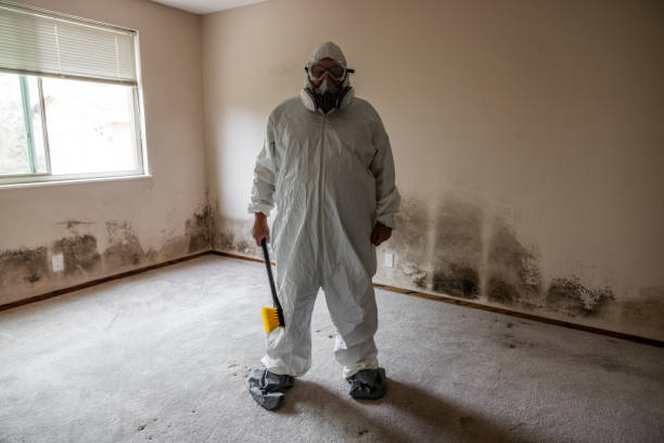 Best Mold Remediation Experts  in Salina, OK