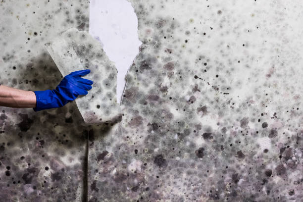 Best Crawl Space Mold Removal  in Salina, OK
