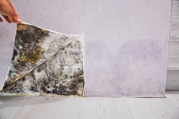 Best Certified Mold Removal  in Salina, OK